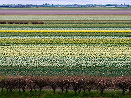 Pays-Bas : Moulins, tulipes et fromages...