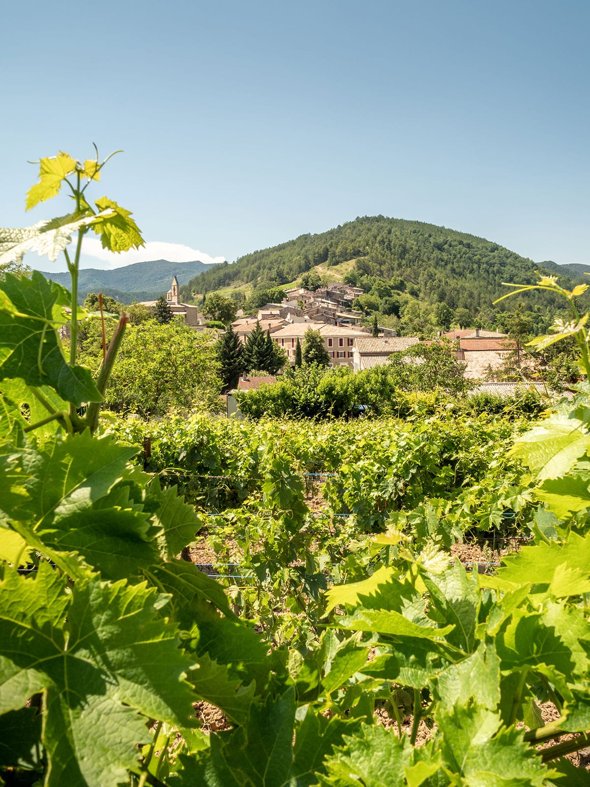 Vignes clairette de Die dans la Drôme