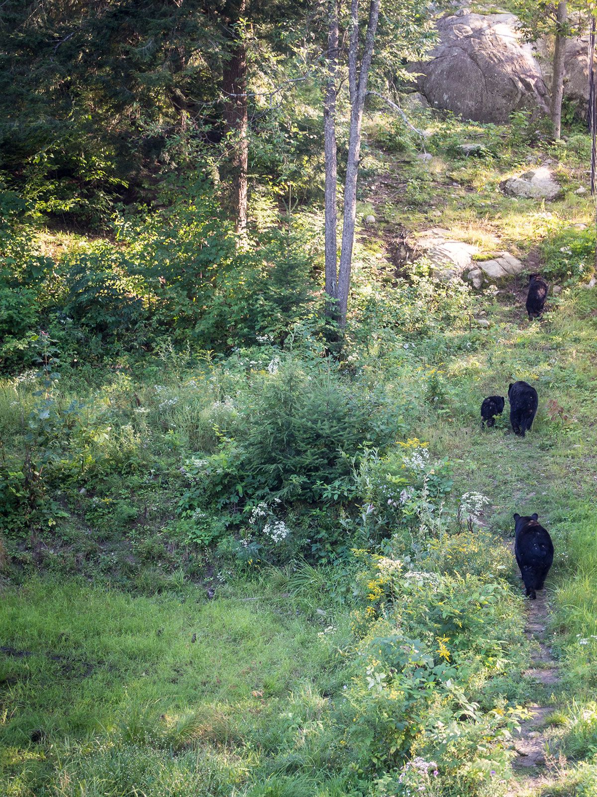 parc omega : vue depuis paserelle des ours noir