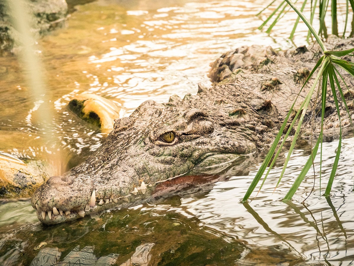 Ferme aux Crocodiles dans la Drôme